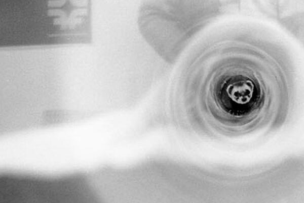 Yes, Physicists put a Ferret in a Particle Accelerator.