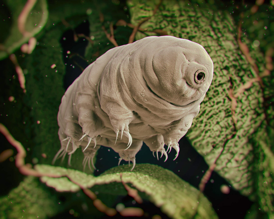 Scientists Injected Tardigrade Proteins into Human Cells