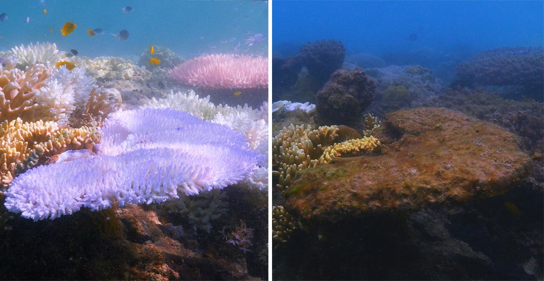 3.6 billion Hiroshima Atom-Bombs of Energy has Heated Our Oceans.