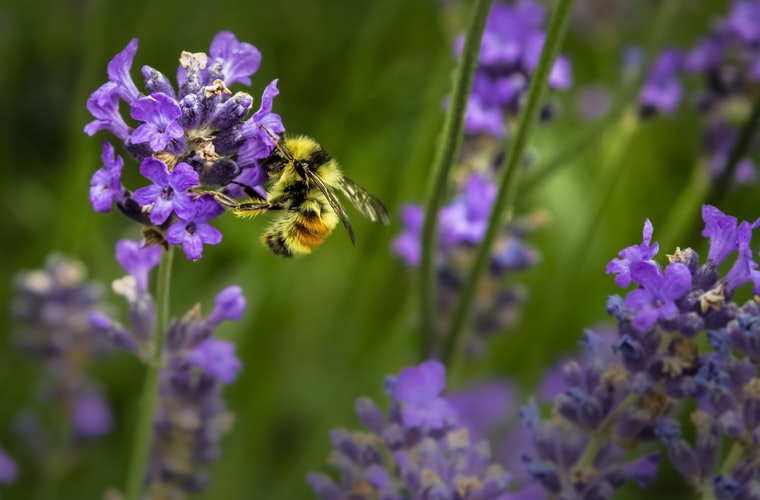 Environment Flourishing in Wake of Quarantine.