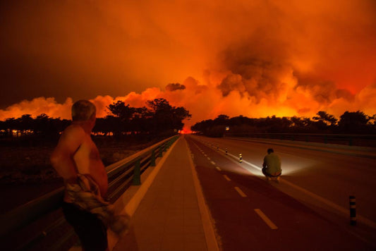 As World Continues to Heat, European Manure Explodes Causing Forest Fire.