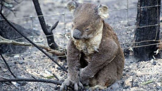 The 2020 Climate Report Paints A Grim Picture Of Australia's Future