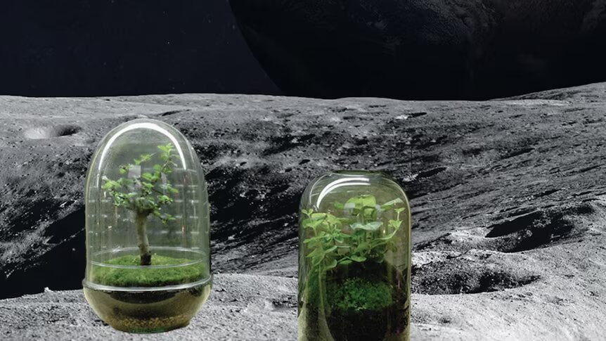 Bloomin' Marvellous: Aussie Scientists to Put Plants on the Moon