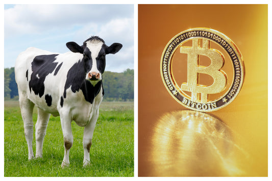Bitcoin Is Worse for Global Warming Than Beef Farming, Study Confirms