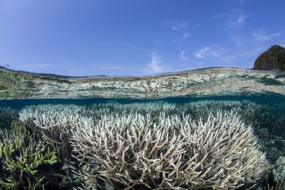 70% Of Coral Reefs Are Dead Within 10 Years Unless We Limit Climate Change, Report Says